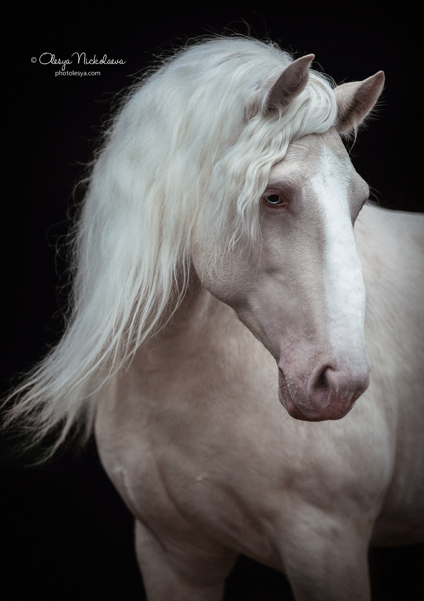 портрет ◆ portrait