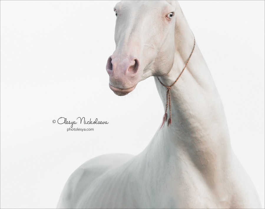 портрет ◆ portrait