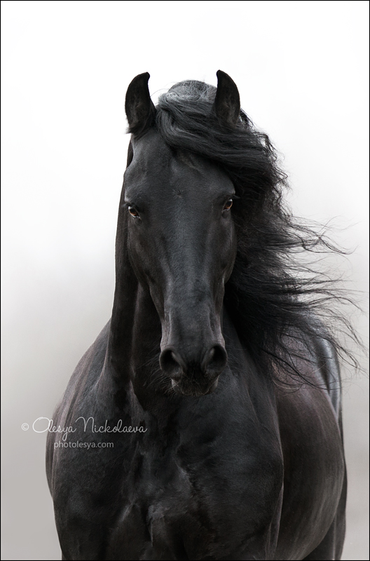 портрет ◆ portrait