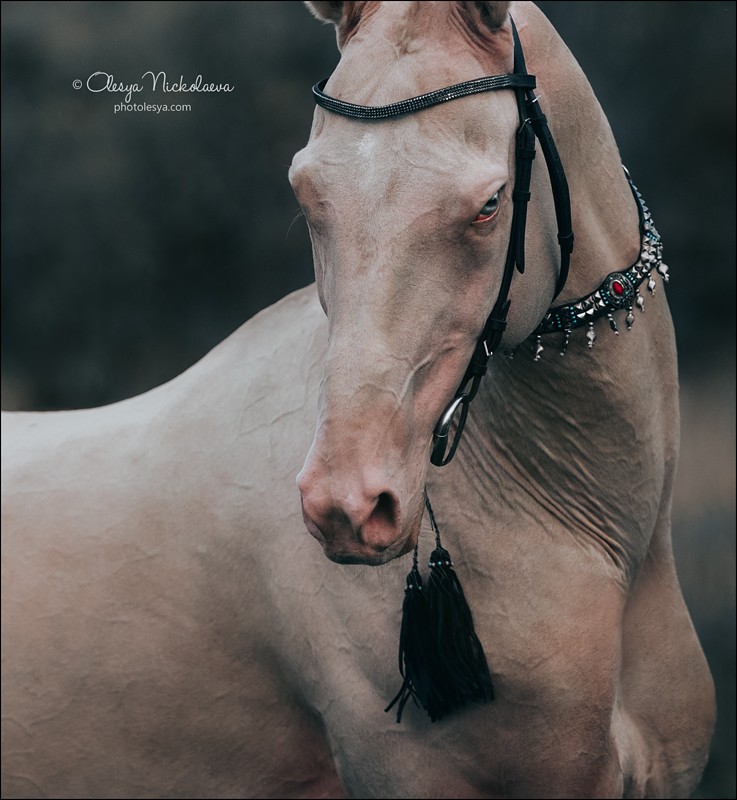 портрет ◆ portrait