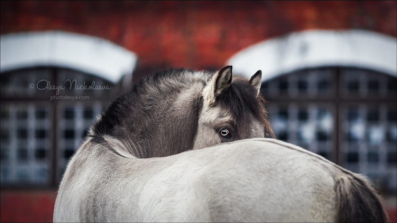 портрет ◆ portrait