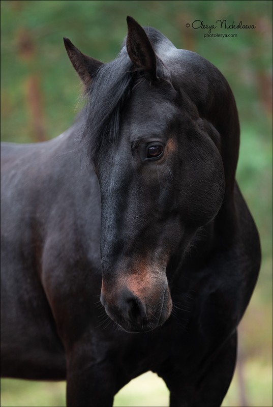 портрет ◆ portrait