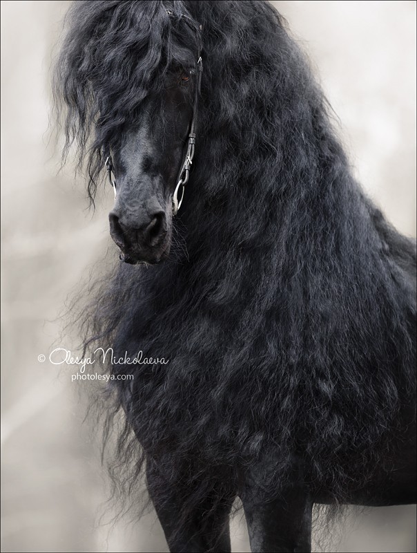 портрет ◆ portrait