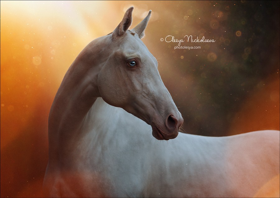 портрет ◆ portrait