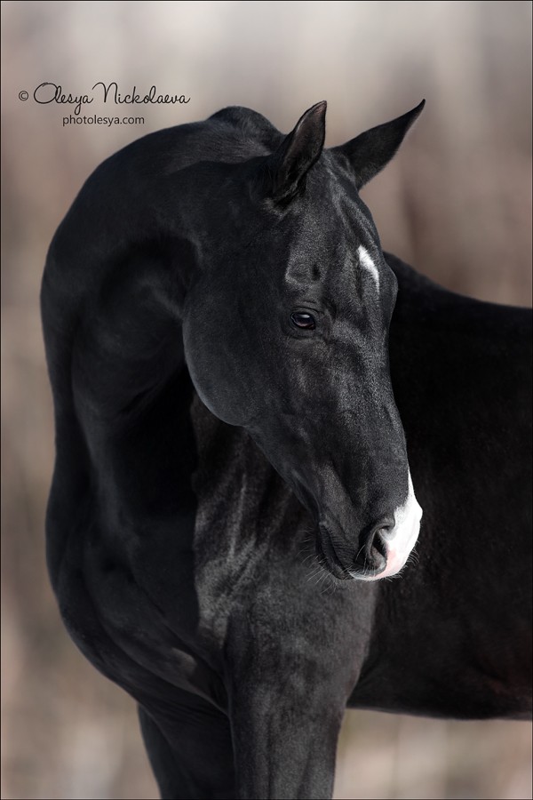 портрет ◆ portrait