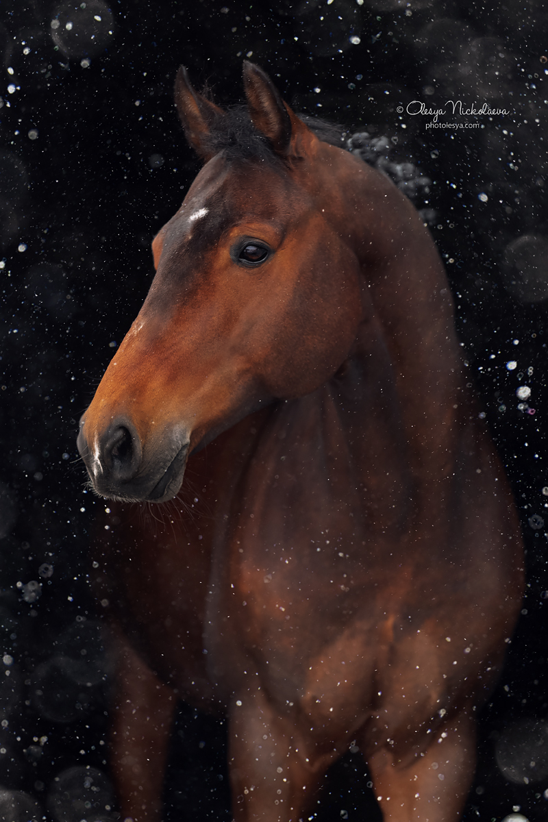 портрет ◆ portrait