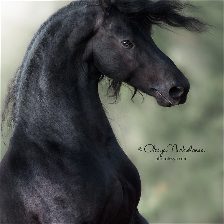портрет ◆ portrait