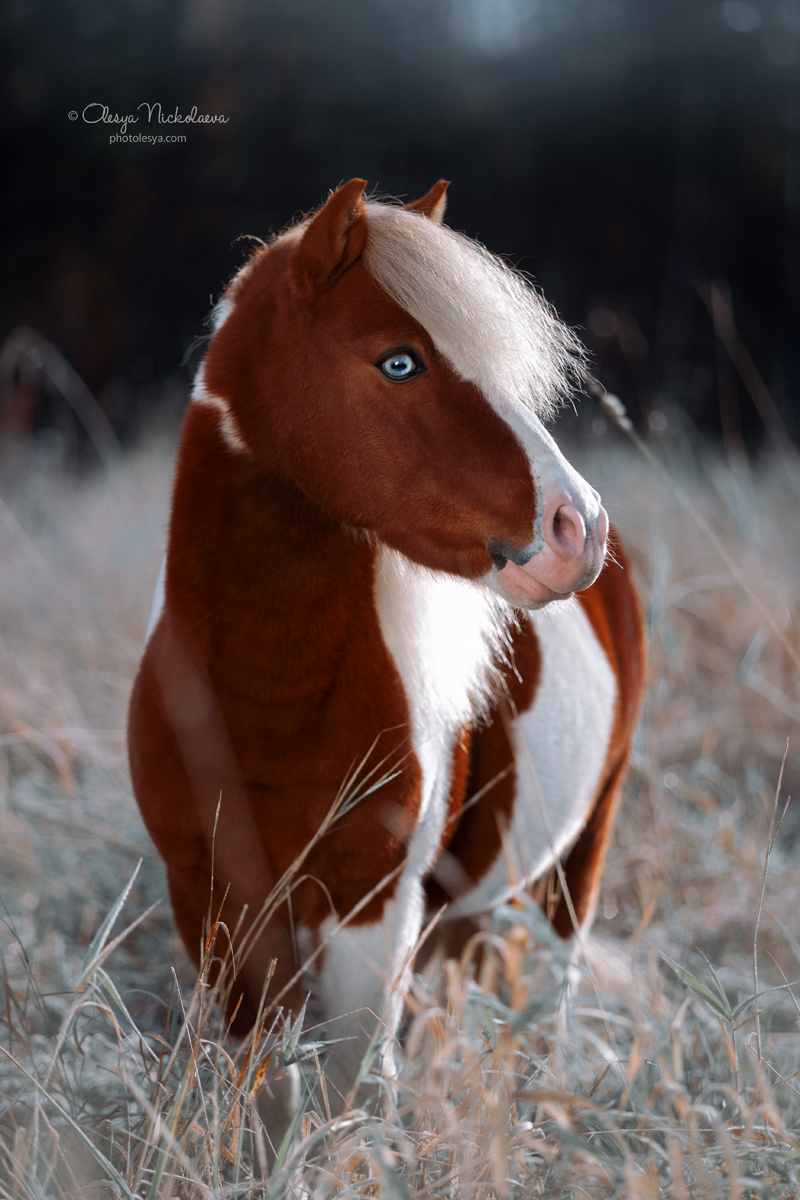 портрет ◆ portrait