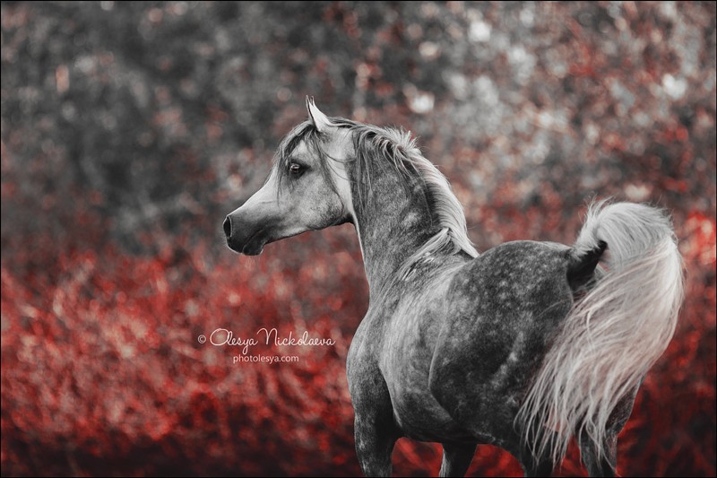 портрет ◆ portrait