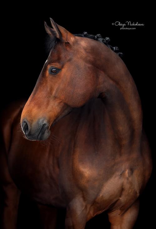 портрет ◆ portrait
