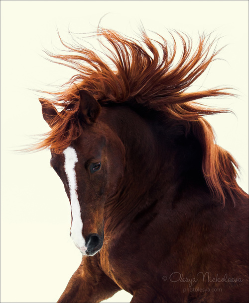 портрет ◆ portrait