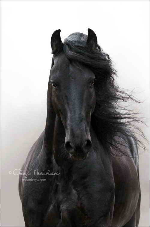 портрет ◆ portrait