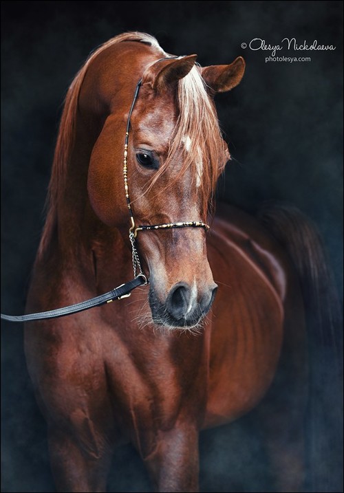 портрет ◆ portrait