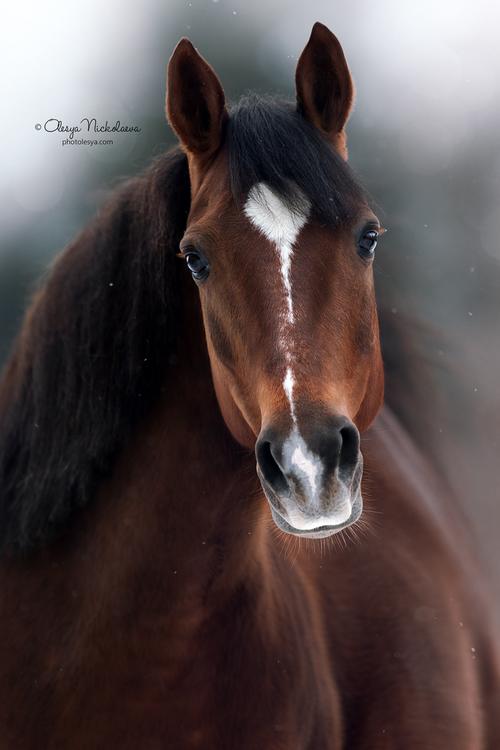 портрет ◆ portrait