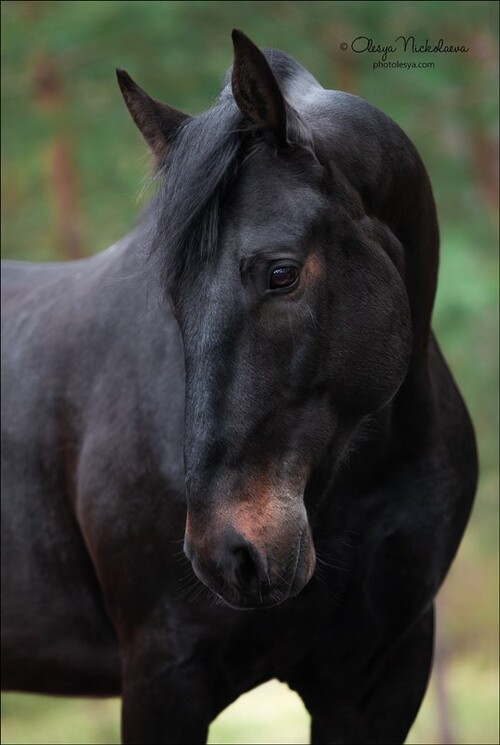 портрет ◆ portrait