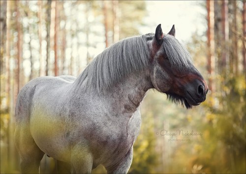 портрет ◆ portrait