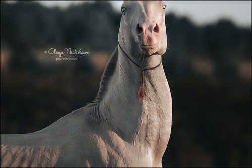 портрет ◆ portrait