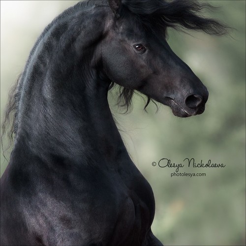 портрет ◆ portrait