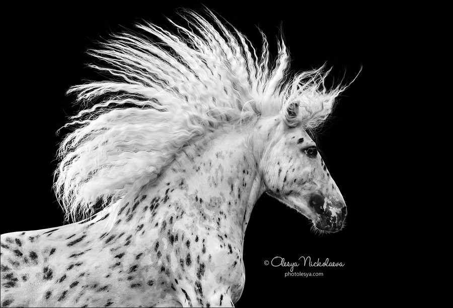  лошади / на чёрном  ◆ on black