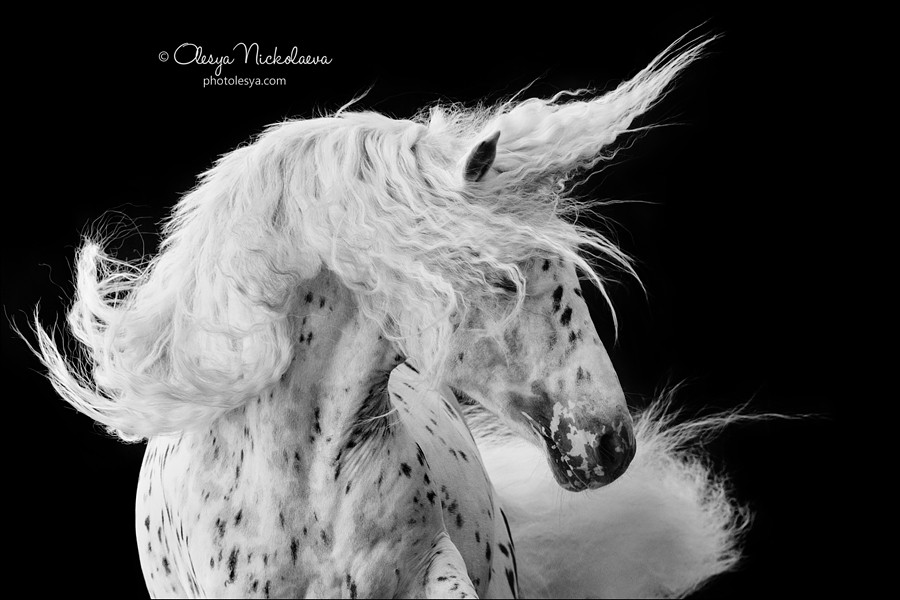 на чёрном ◆ on black