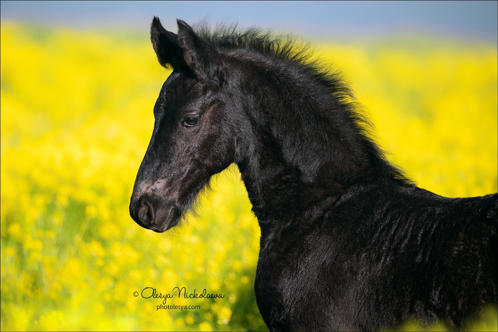 жеребята ◆ foals