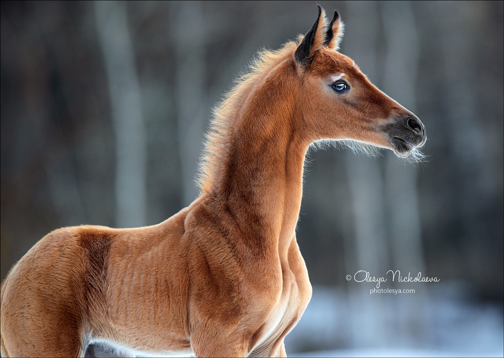 жеребята ◆ foals