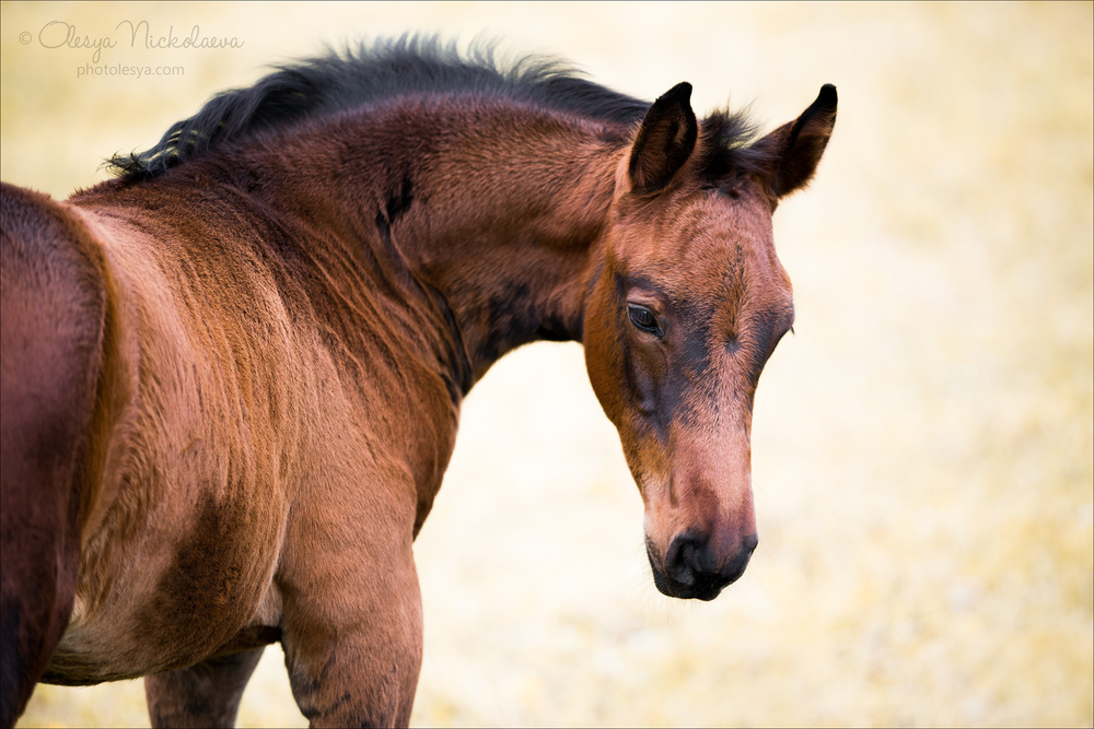 жеребята ◆ foals