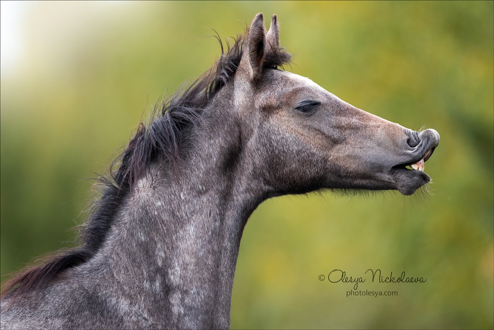 жеребята ◆ foals
