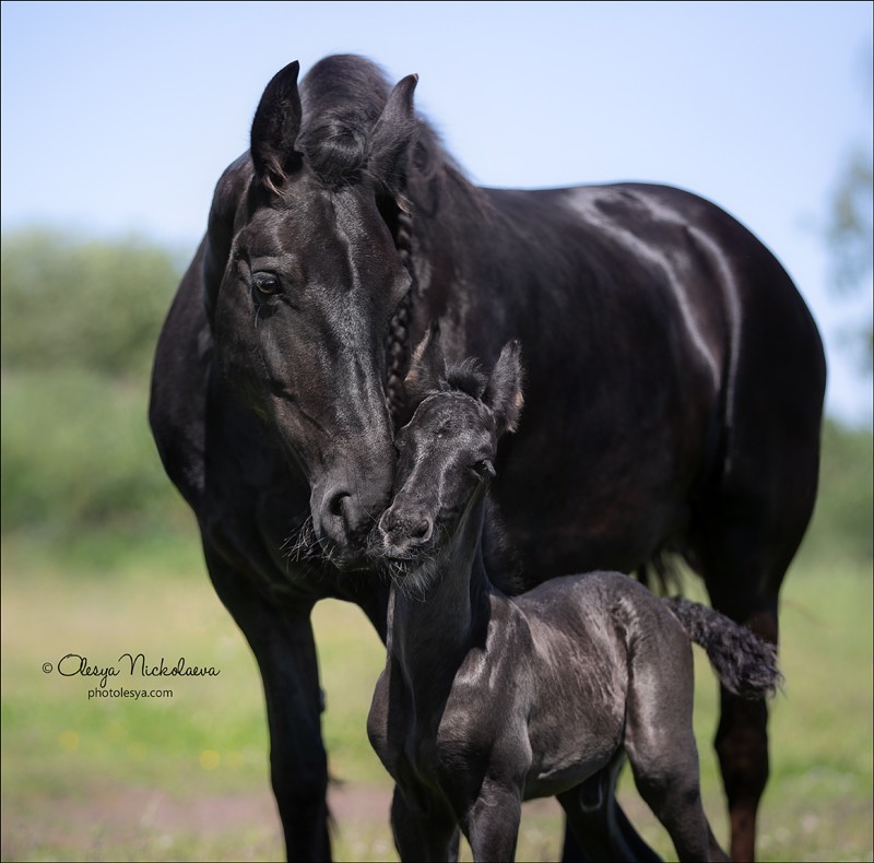 жеребята ◆ foals