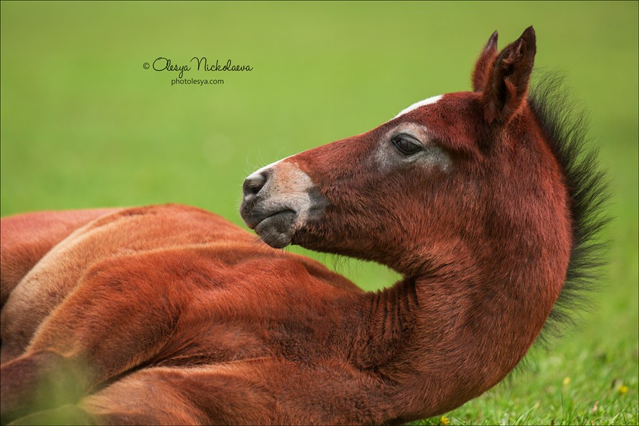жеребята ◆ foals