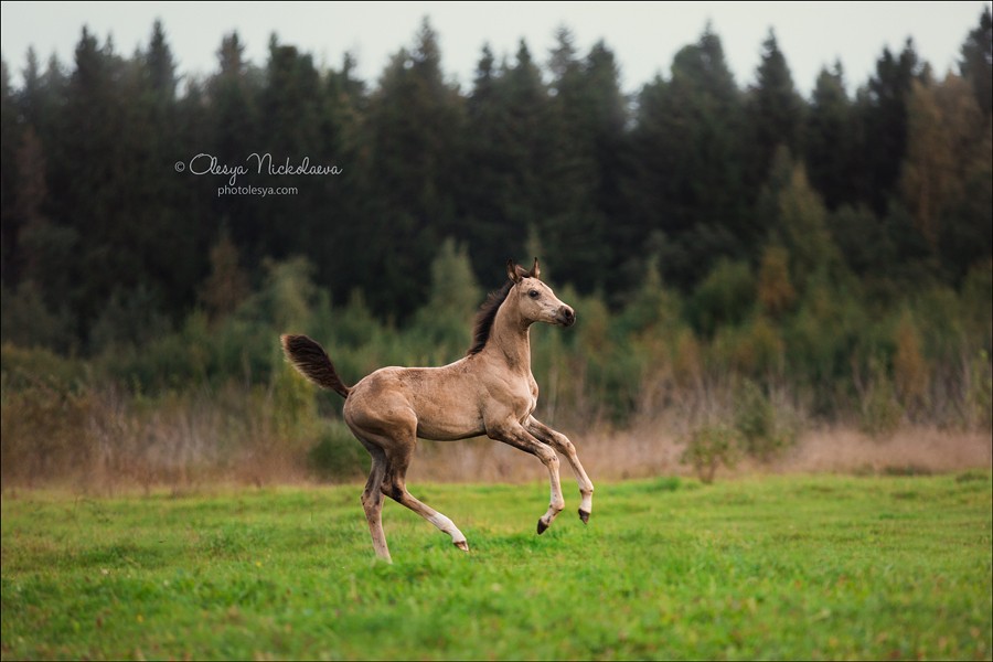 жеребята ◆ foals