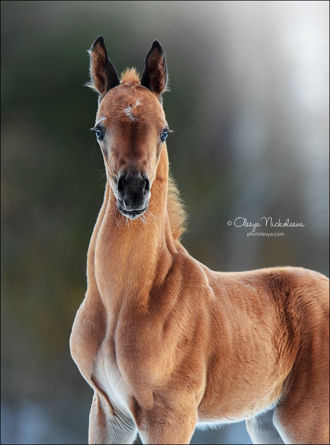 жеребята ◆ foals