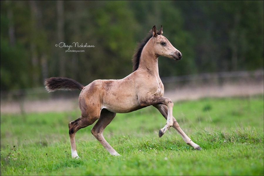 жеребята ◆ foals