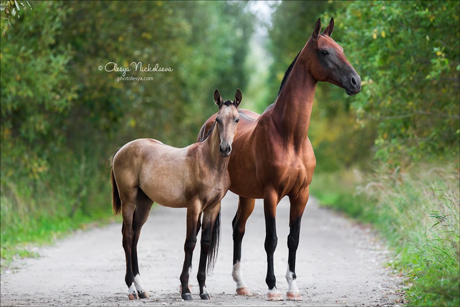 жеребята ◆ foals