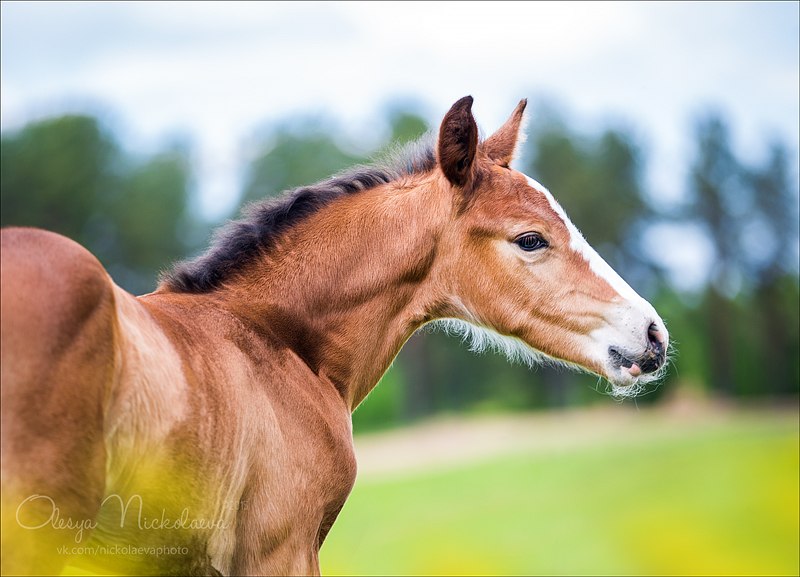 жеребята ◆ foals