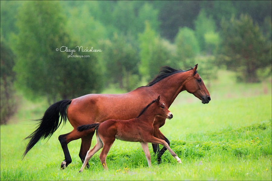 жеребята ◆ foals