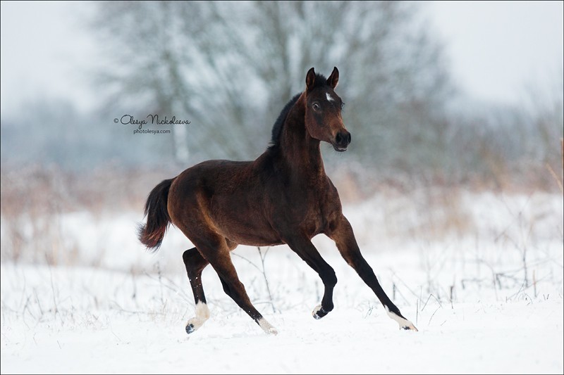 жеребята ◆ foals
