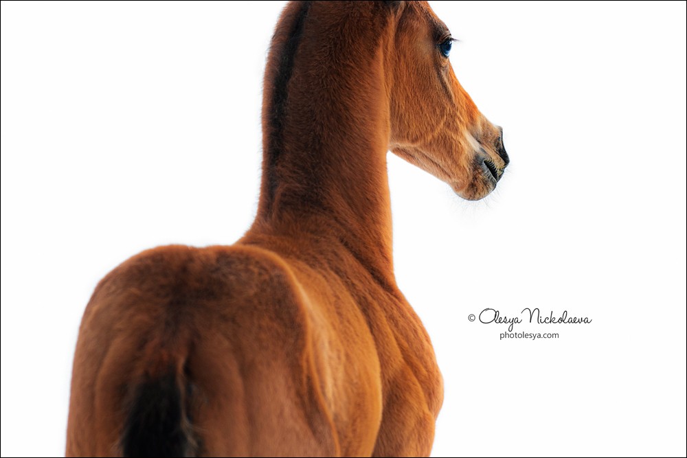 жеребята ◆ foals