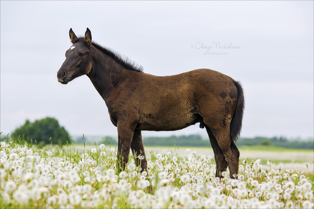 жеребята ◆ foals