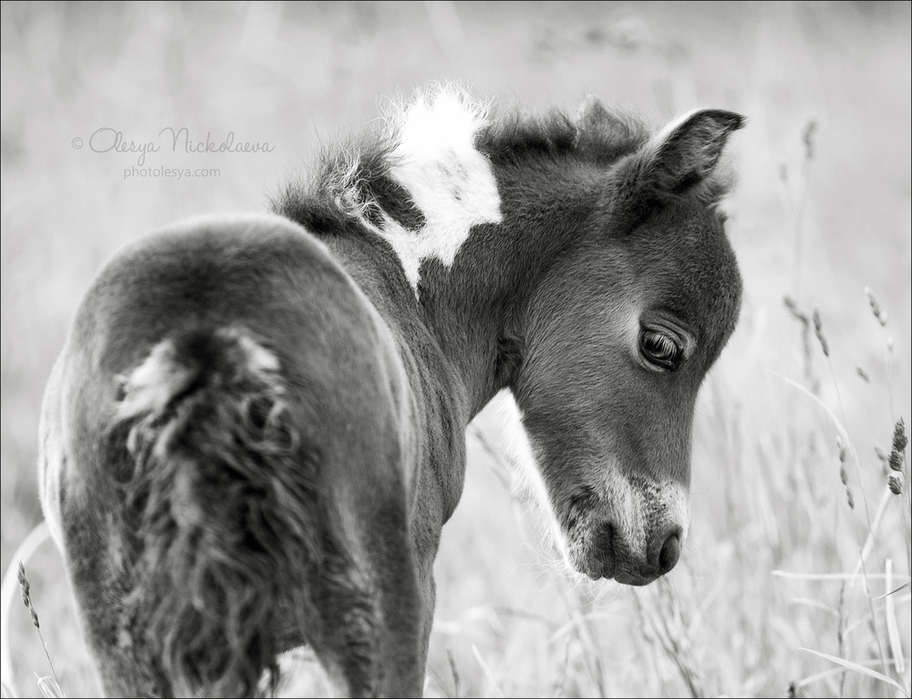 жеребята ◆ foals