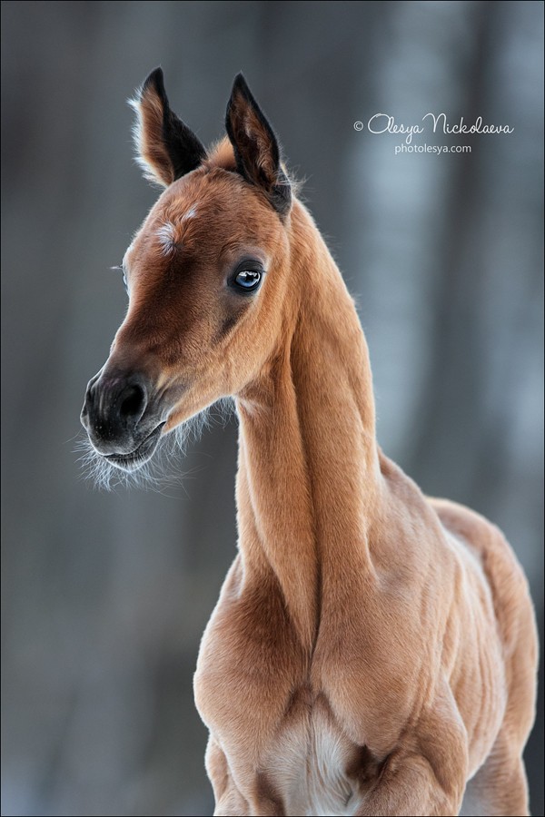 жеребята ◆ foals