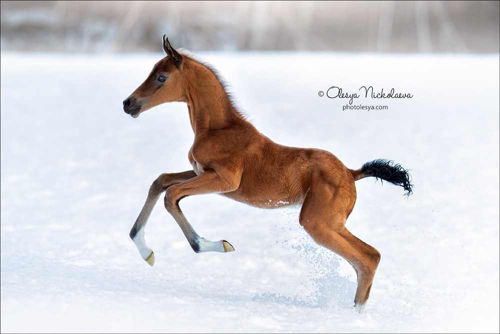жеребята ◆ foals