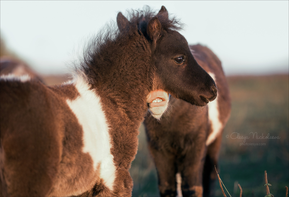 жеребята ◆ foals