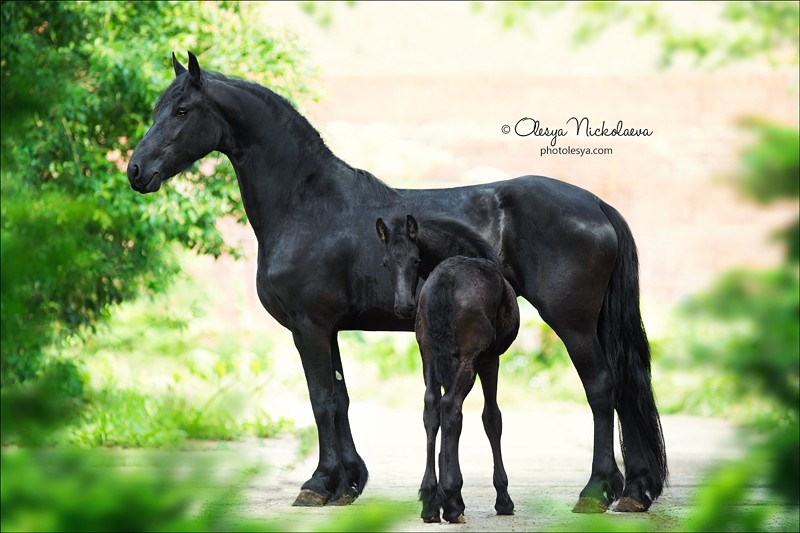 жеребята ◆ foals