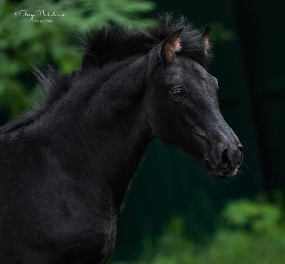 жеребята ◆ foals