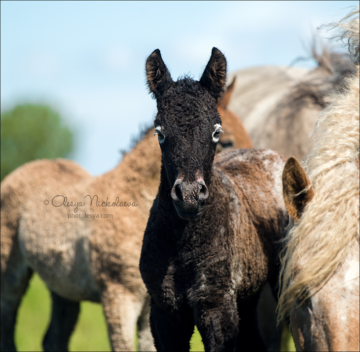 жеребята ◆ foals