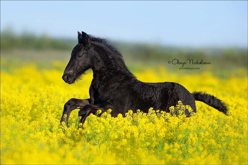 жеребята ◆ foals