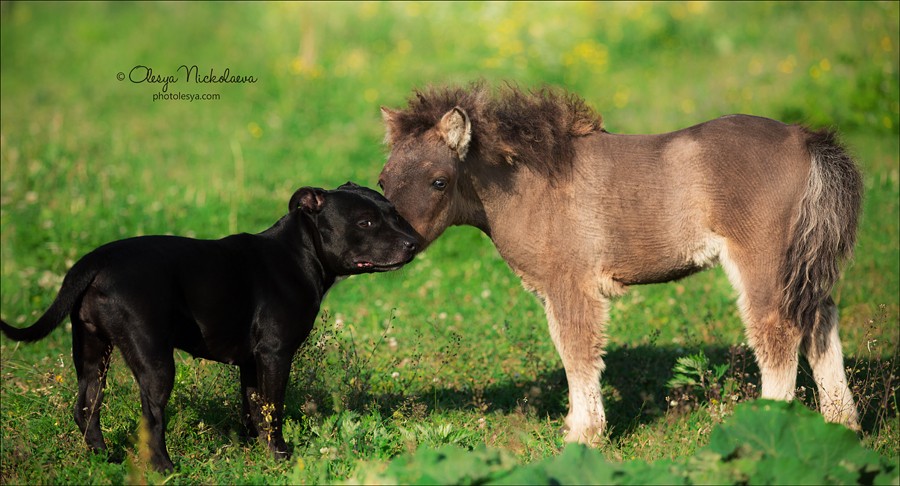 жеребята ◆ foals