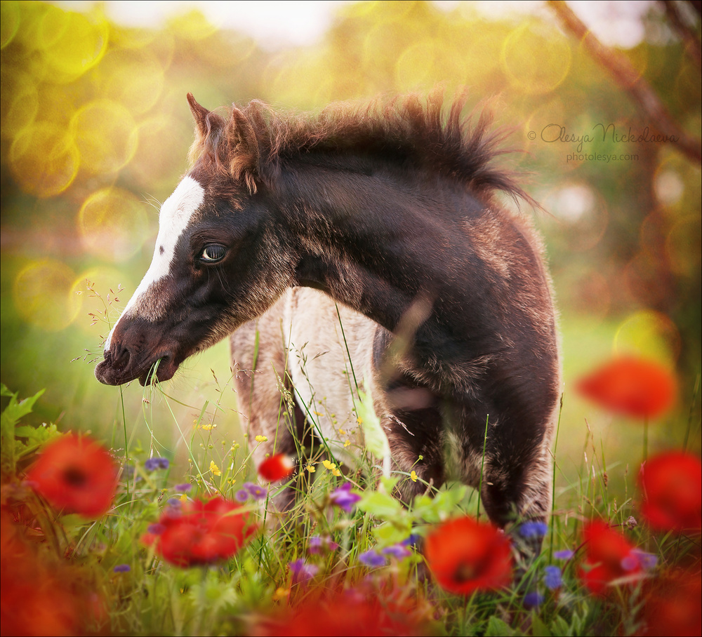 жеребята ◆ foals