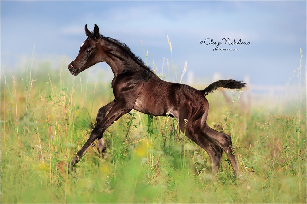 жеребята ◆ foals